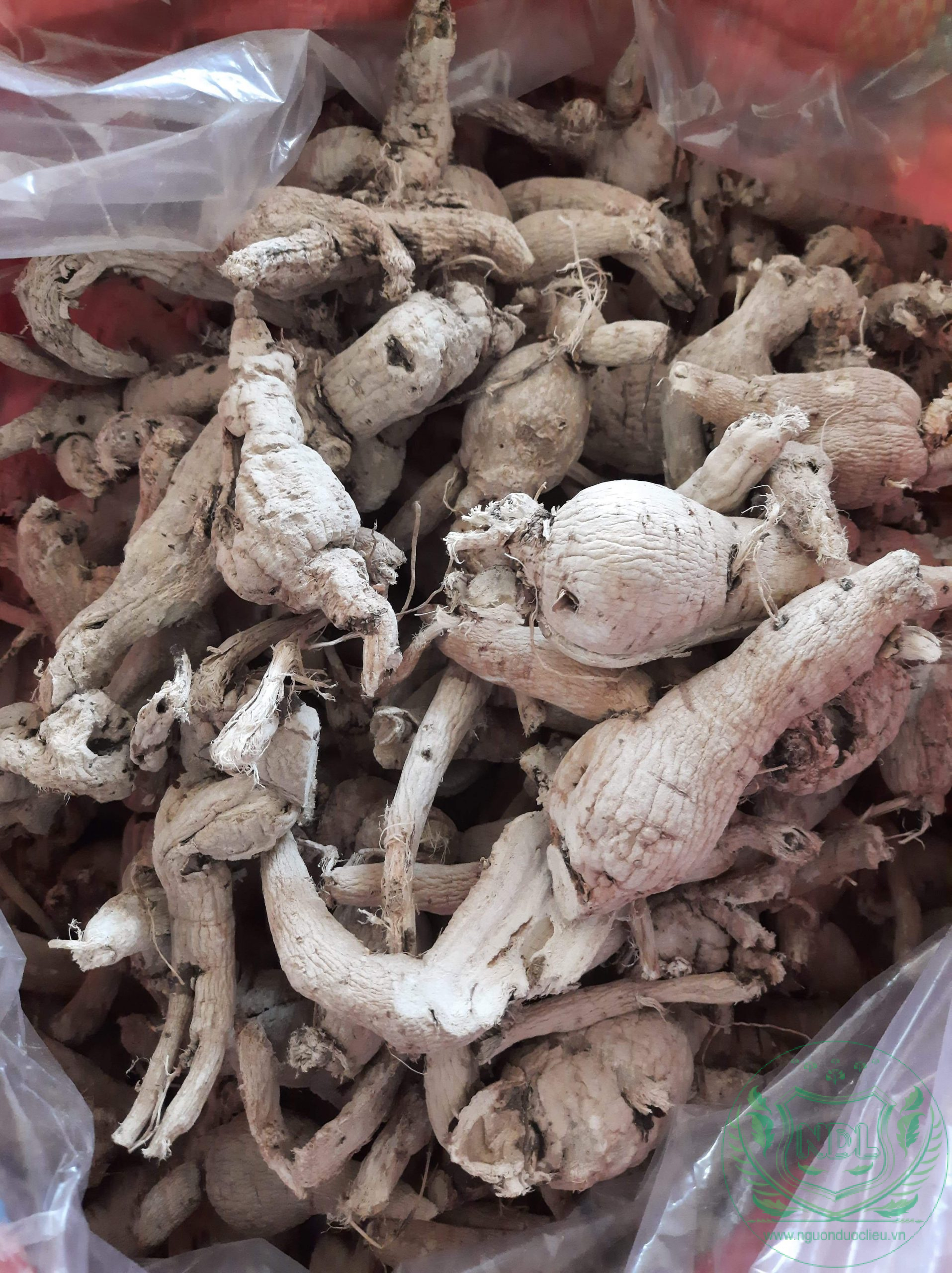 Sâm bố chính rừng tây nguyên sấy khô nguonduoclieu