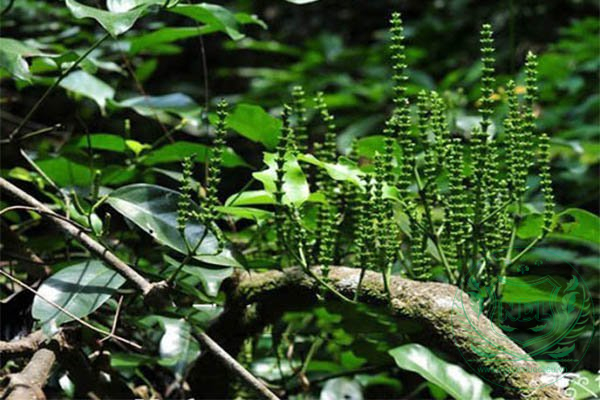 Cây gắm đỏ Tây Nguyên