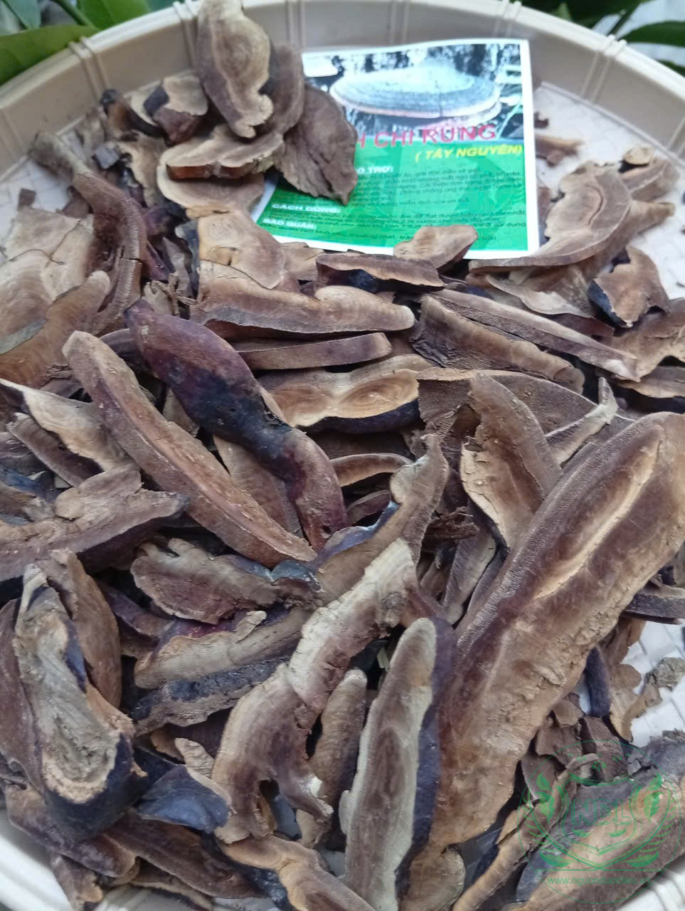 Nấm linh chi rừng tây nguyên