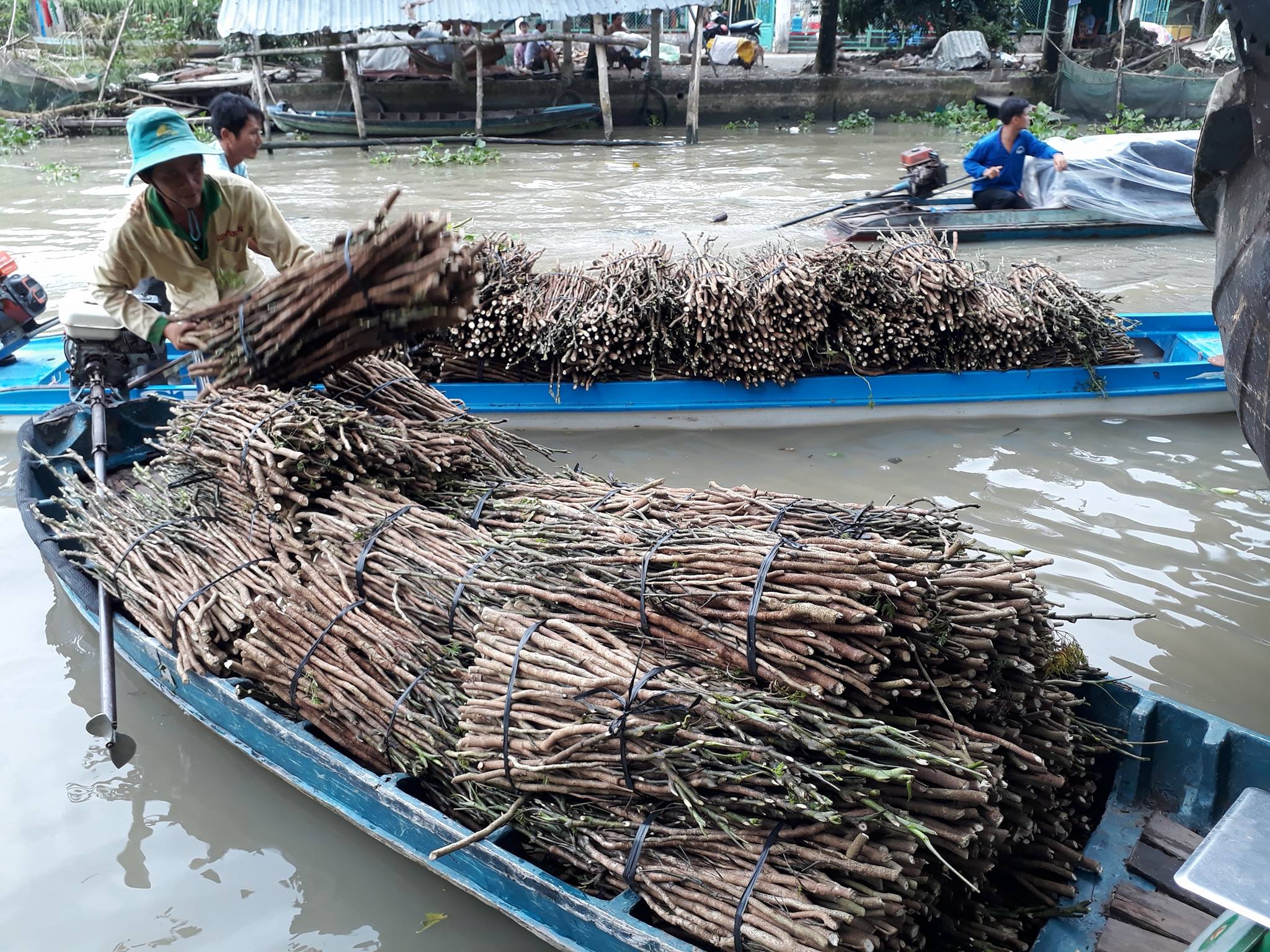 vận chuyển cành đinh lăng giống