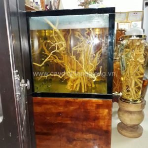 củ đinh lăng 10-20kg