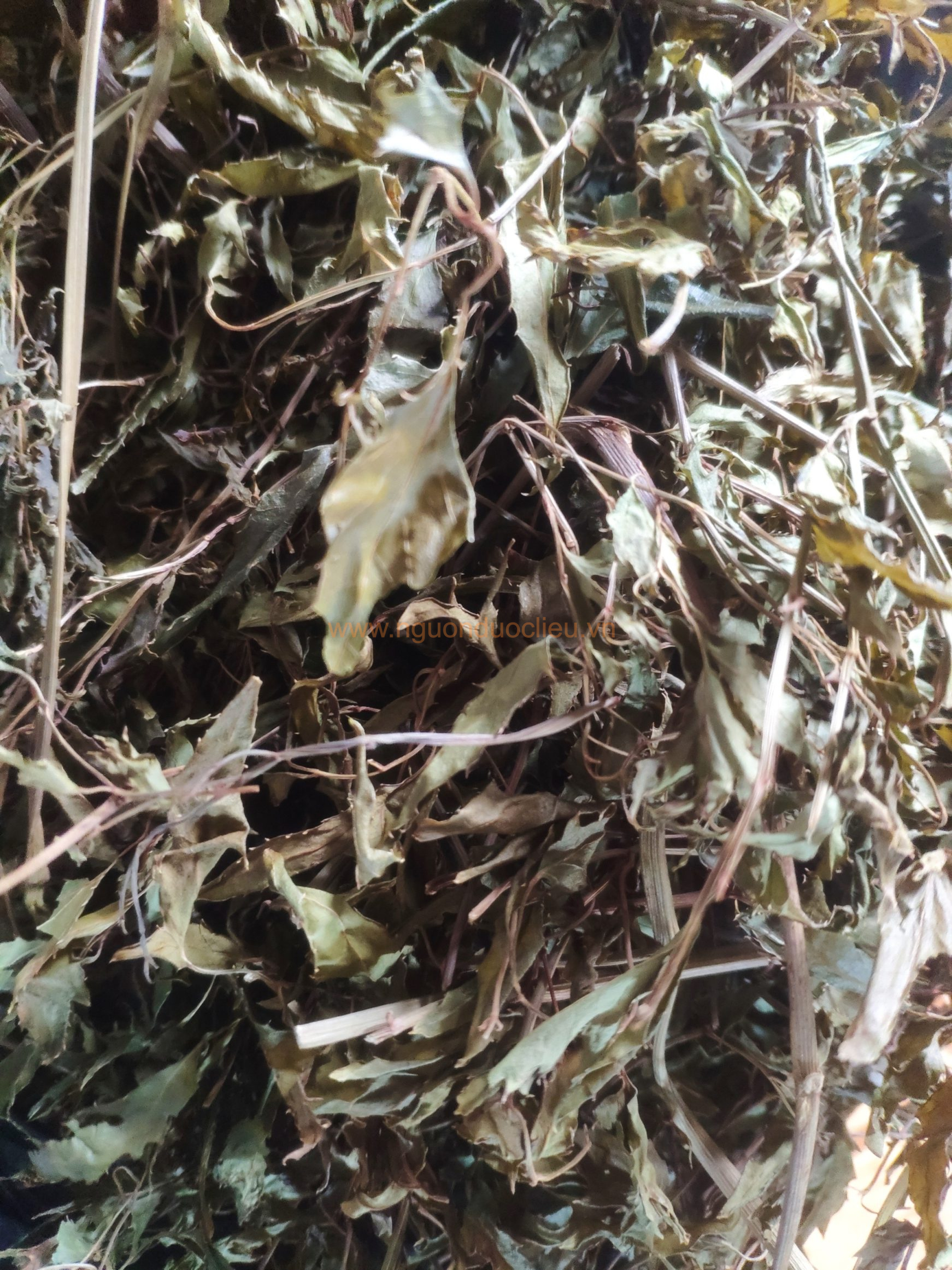 La dinh lang kho nguonduoclieu