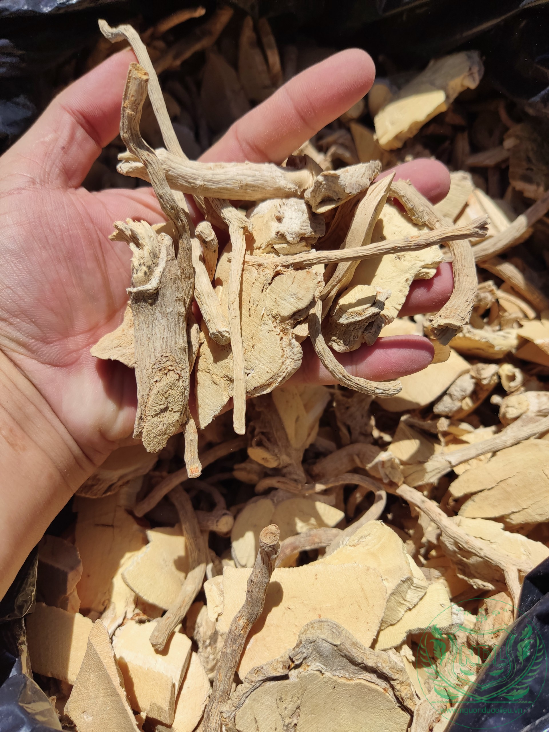 Củ rễ đinh lăng khô - Ảnh 3