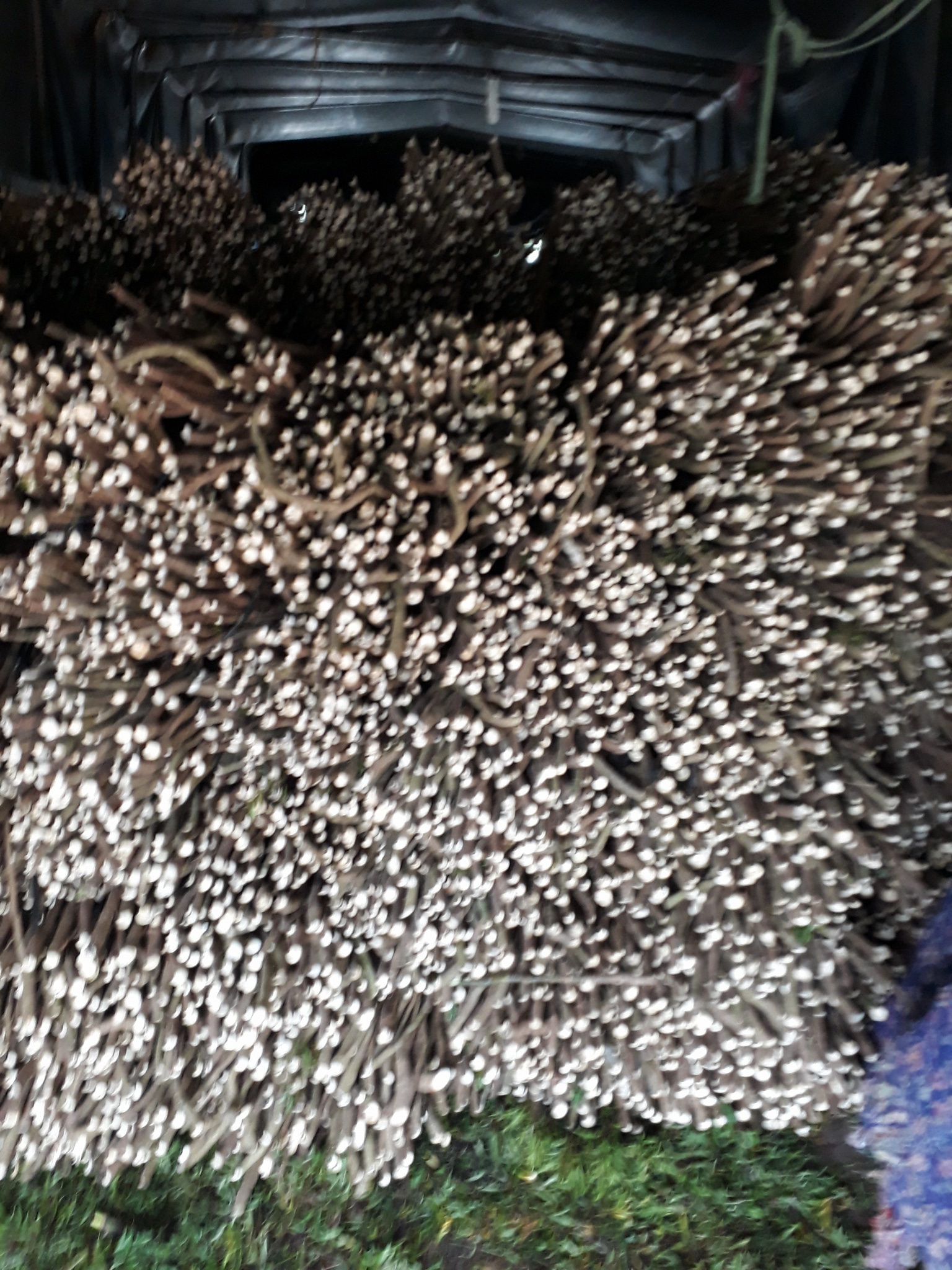 Giao cành đinh lăng giống