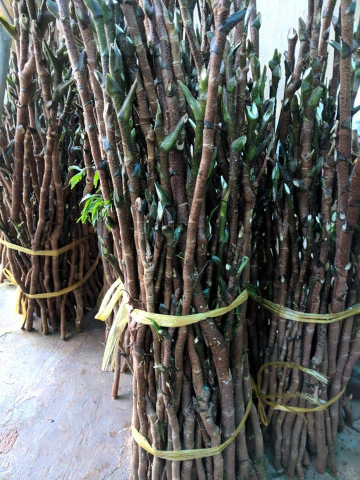 cành đinh lăng