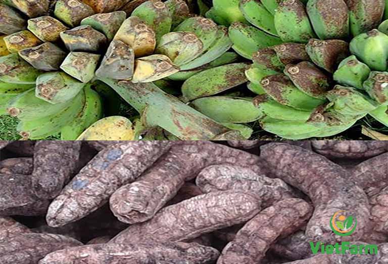chuối hội rừng tơi và khô