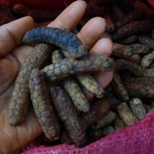 chuối hột rừng