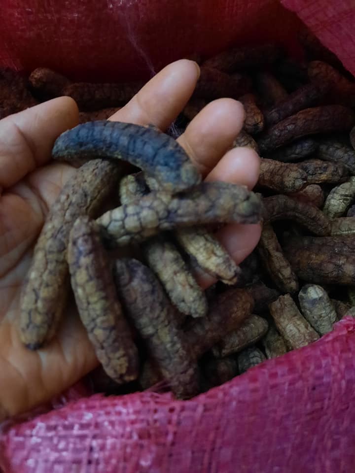 chuối hột rừng