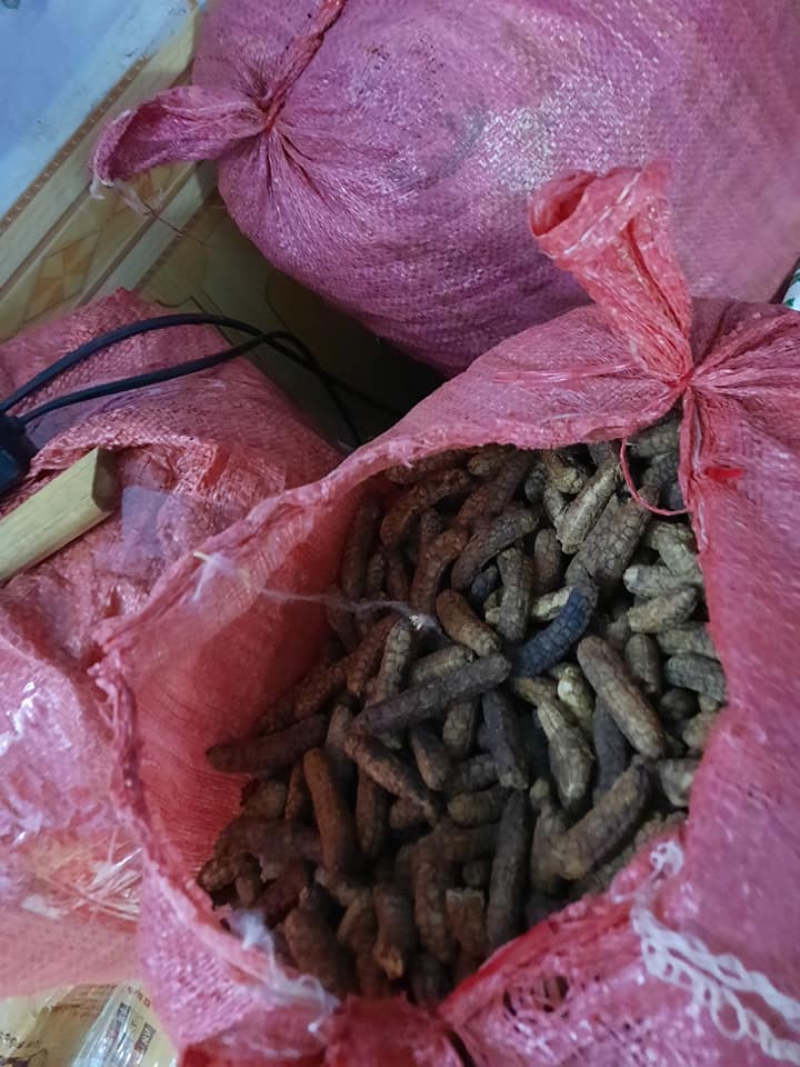 chuối hội rừng tây nguyên