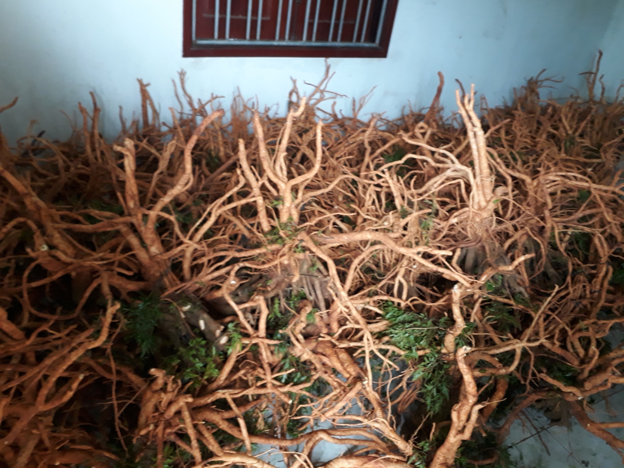 củ rễ đinh lăng
