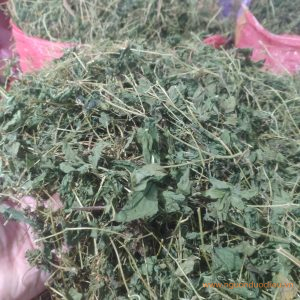 Đóng bao bảo quản dây khổ qua rừng