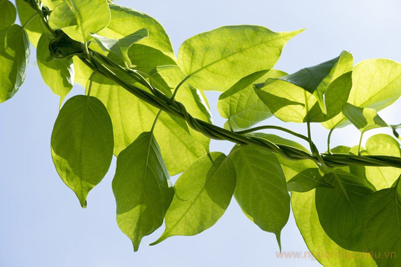 Dây thìa canh có tác dụng gì?
