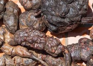 Hà thủ ô đỏ