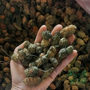 Khổ qua (mướp đắng) rừng nguyên quả sấy khô nguonduoclieu