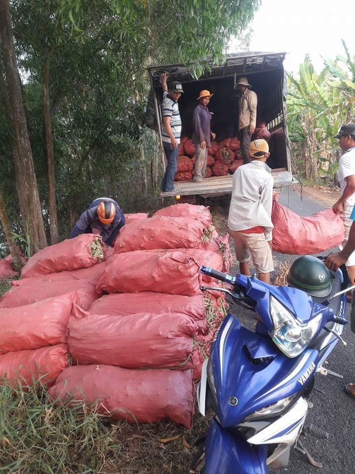 dễ củ đinh lang sô
