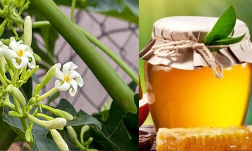 Cách ngâm hoa đu đủ đực với mật ong