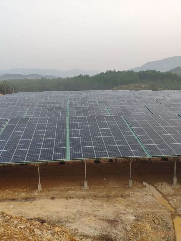 Cây đinh lăng giống dưới tâm pin Lâm Đồng