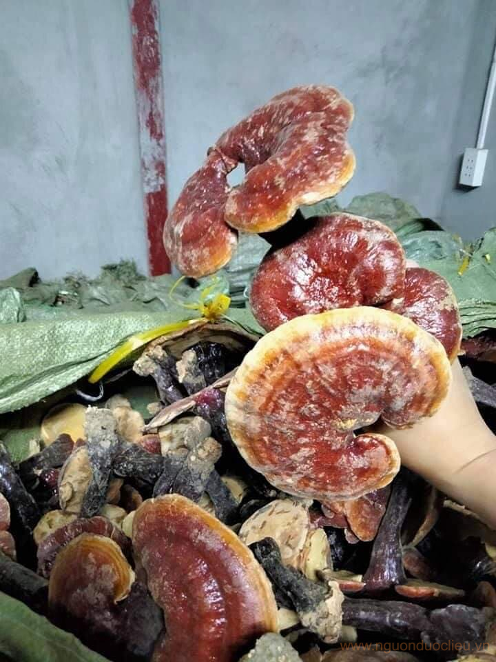 Nấm lim xanh trồng