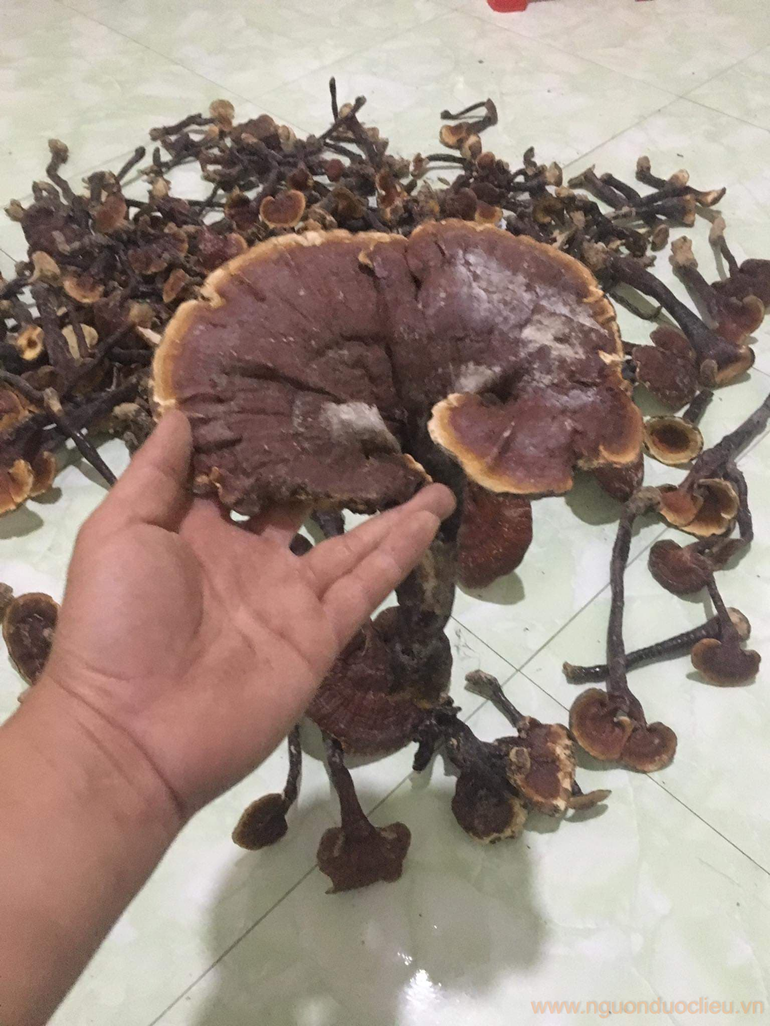 Nấm lim xanh rừng