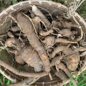Sâm rừng tây nguyên nguồn dược liệu