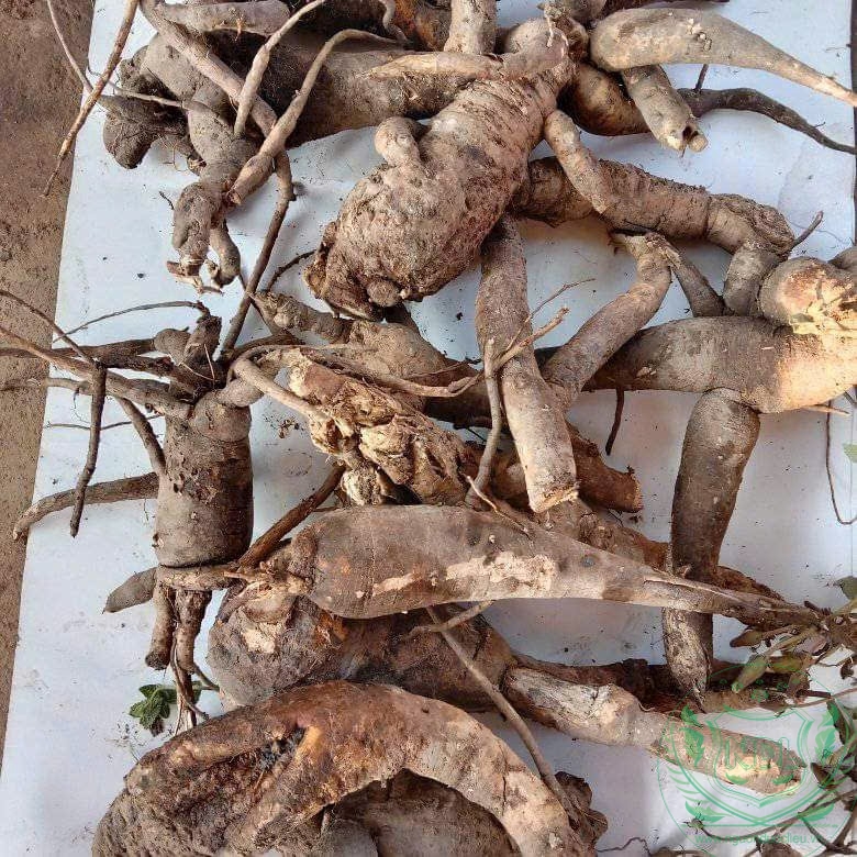 Sâm rừng tây nguyên nguồn dược liệu