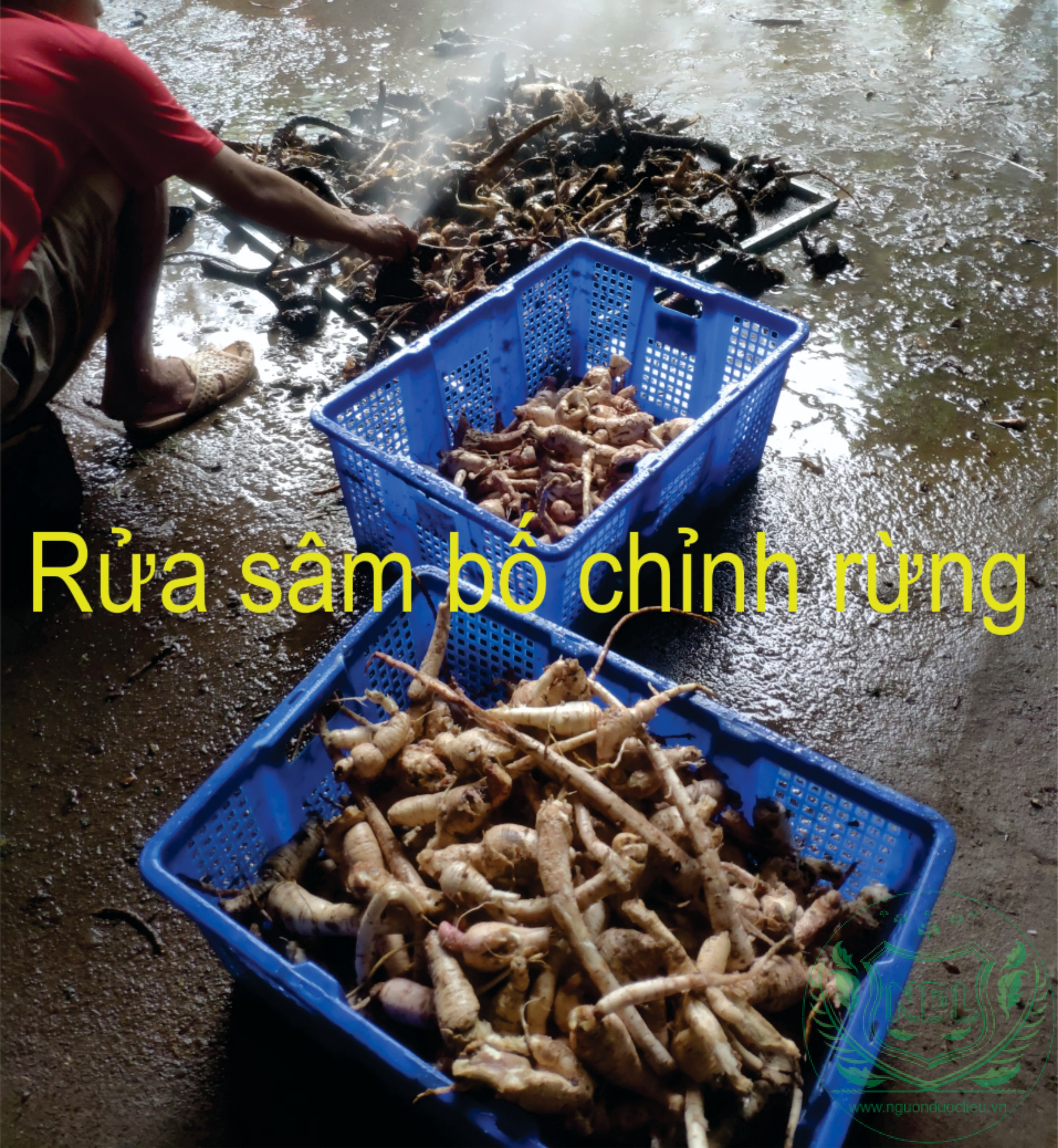 Xịt rửa sâm bố chính rừng tây nguyên nguonduoclieu