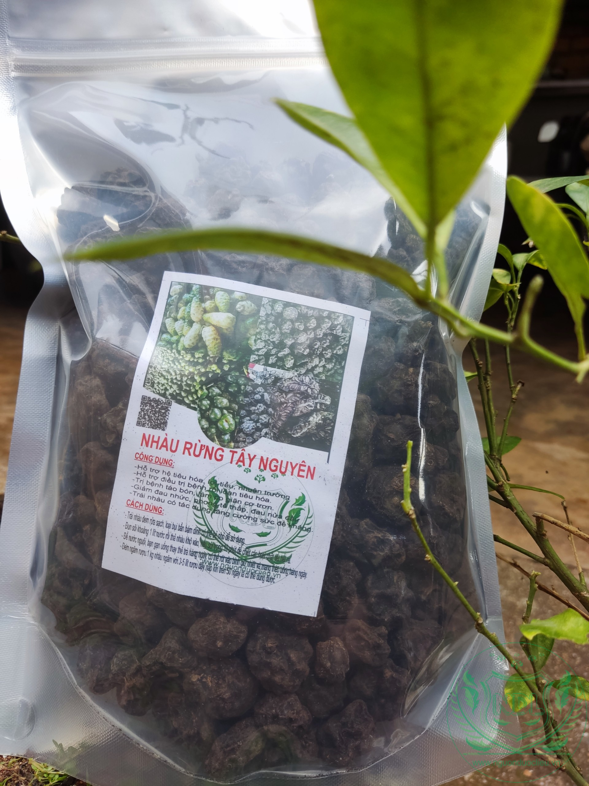 Trái nhàu rừng Tây Nguyên khô