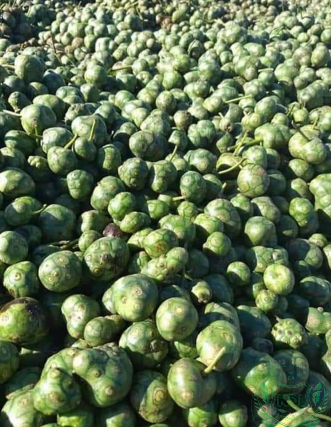 Trái nhàu rừng tươi Tây Nguyên