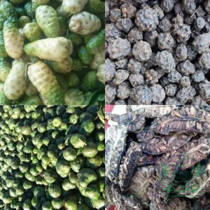 Trái nhàu rừng kho tươi Tây Nguyên Nguonduoclieu