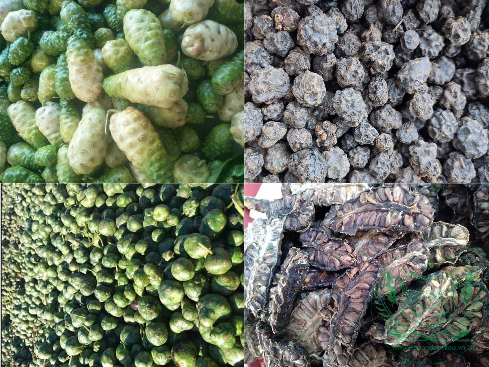 Trái nhàu rừng kho tươi Tây Nguyên Nguonduoclieu