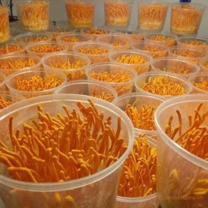 Đông trùng hạ thảo