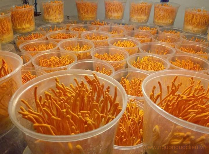 Đông trùng hạ thảo
