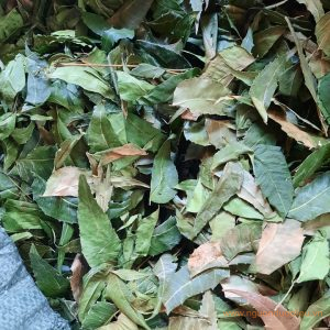 Lá neem ấn độ khô