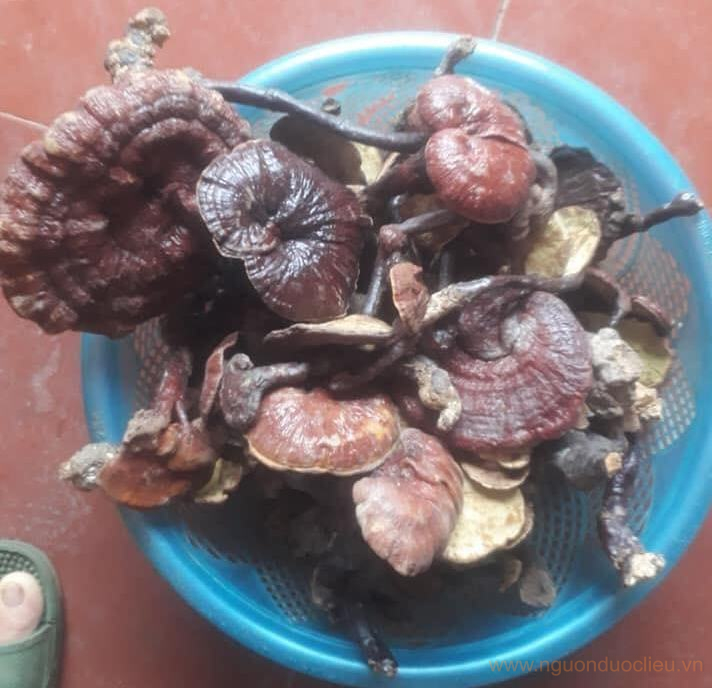 Nấm lim xanh rừng