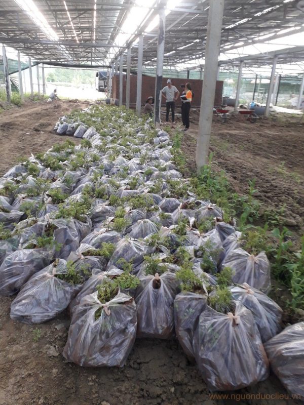 Tập kết cây đinh lăng giống
