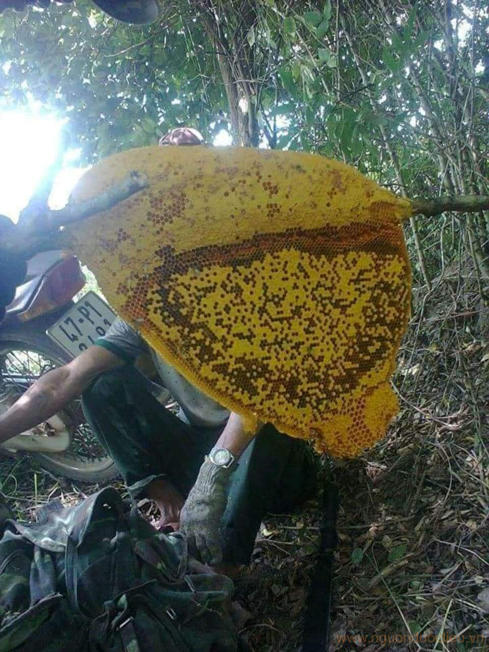 mật ong rừng nguyên tổ