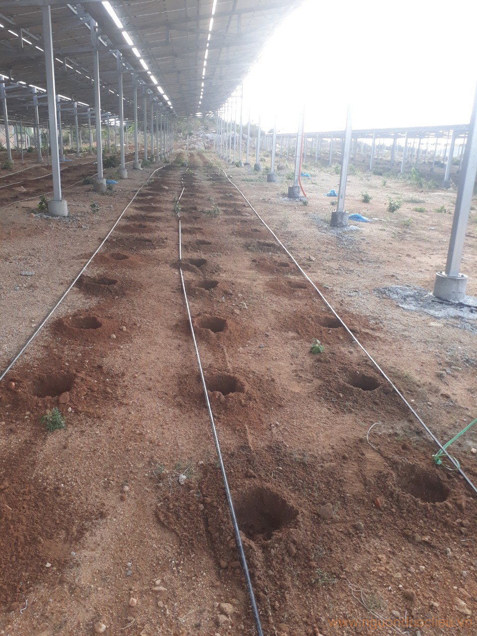Cây đinh lăng nếp lá nhỏ dưới tấm pin 3M tại Phan Rang