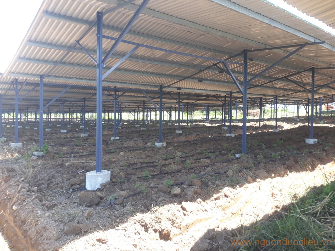 Cây đinh lăng giống nếp lá nhỏ dưới tấm pin tại Vĩnh Khánh – Khánh Hòa
