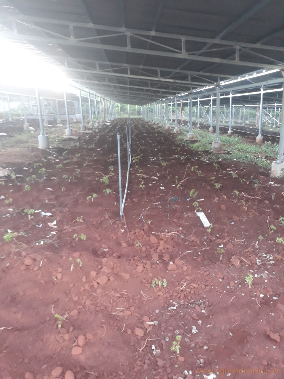 Cây đinh lăng giống nếp lá nhỏ dưới tấm pin tại Minh Hưng – Bù Đăng – Bình Phước
