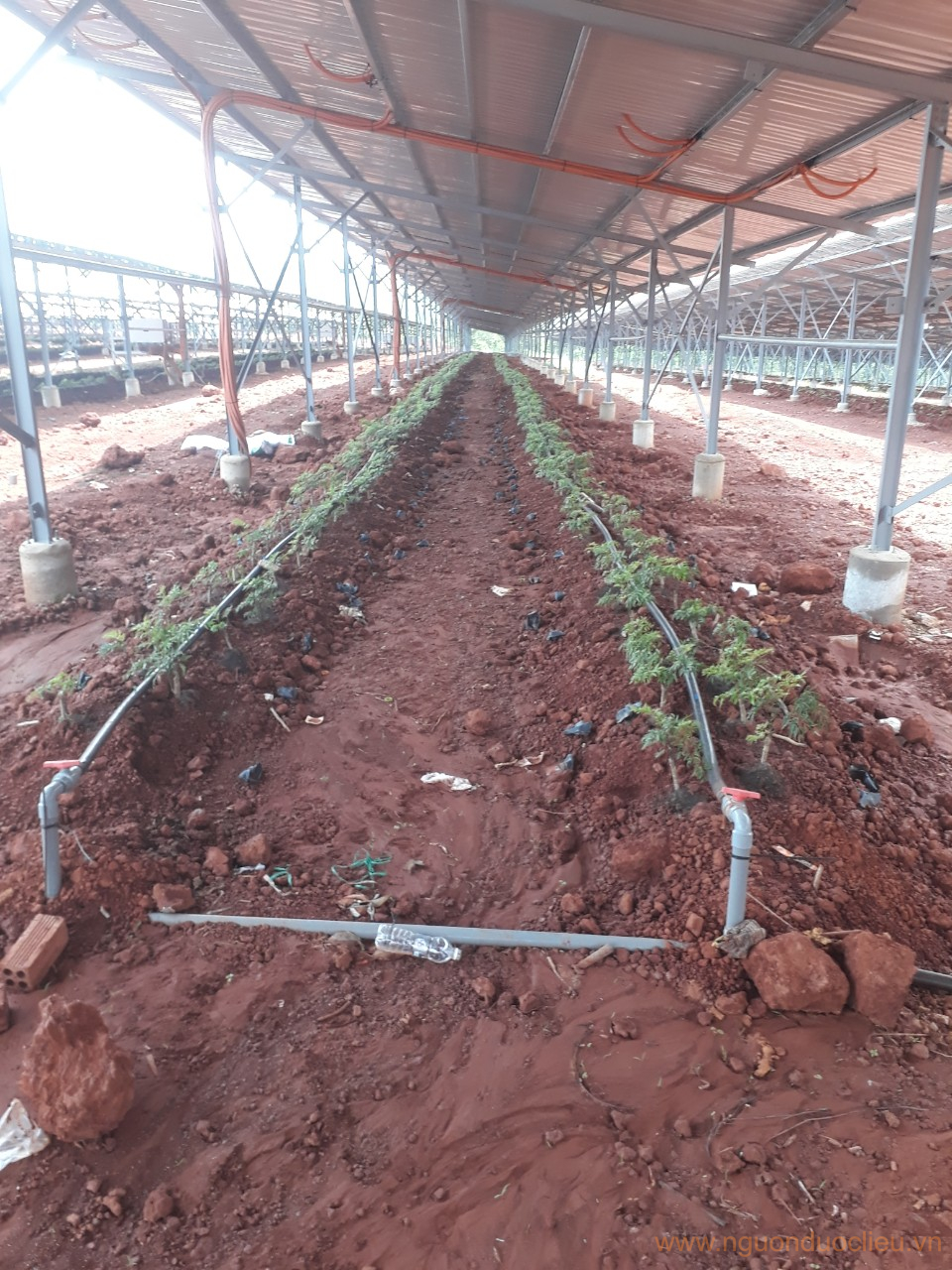 Cây đinh lăng dưới tấm pin năng lượng mặt trời 5M tại Đức Liễu – Bù Đăng – Bình Phước