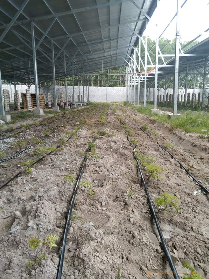 Cây đinh lăng nếp lá nhỏ cùng hệ thống tưới nhỏ giọt dưới tấm pin tại Đồng Nai
