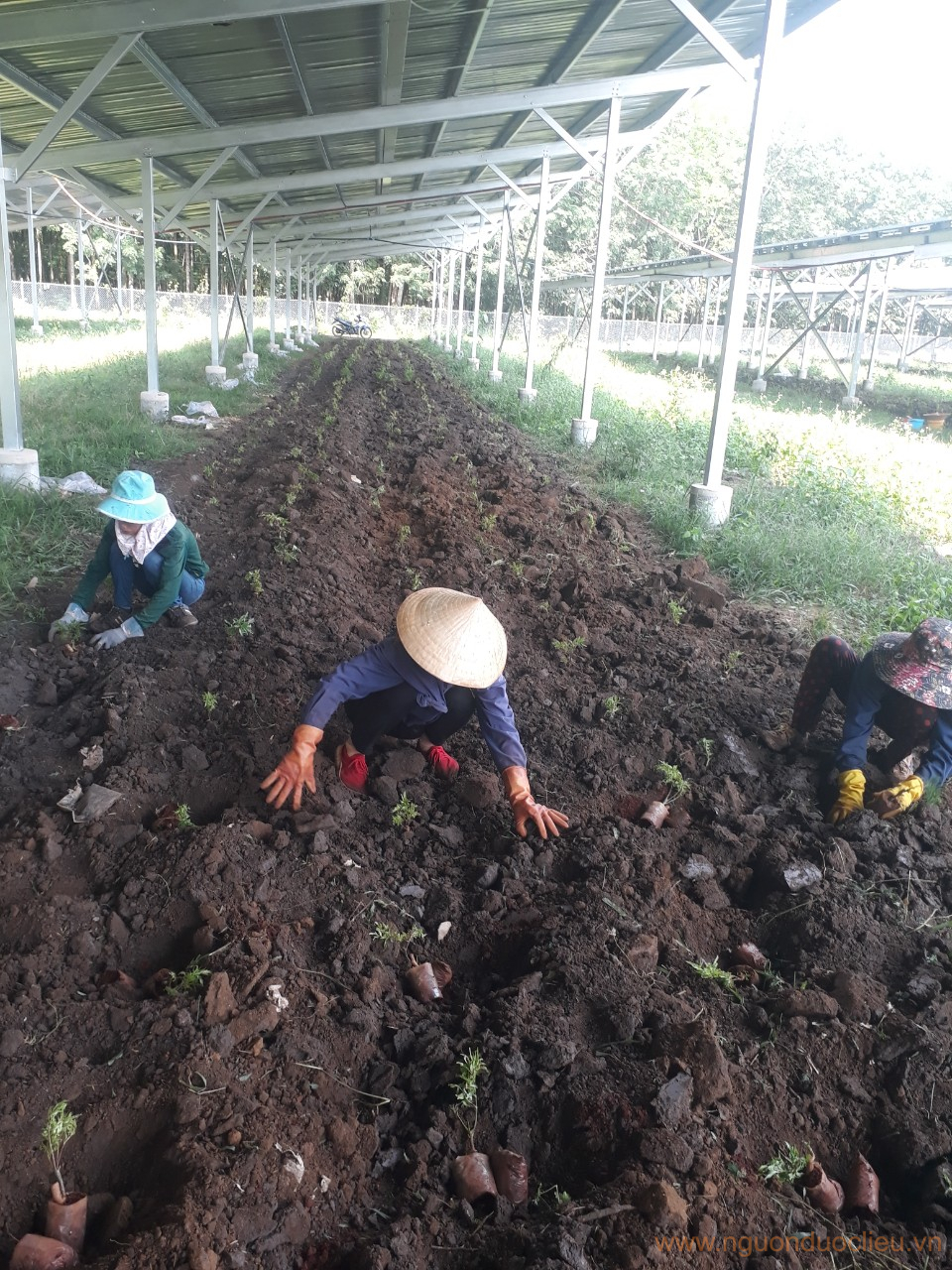 Cây đinh lăng dưới tấm pin năng lượng mặt trời 3M tại Bù Nho Bình Phước