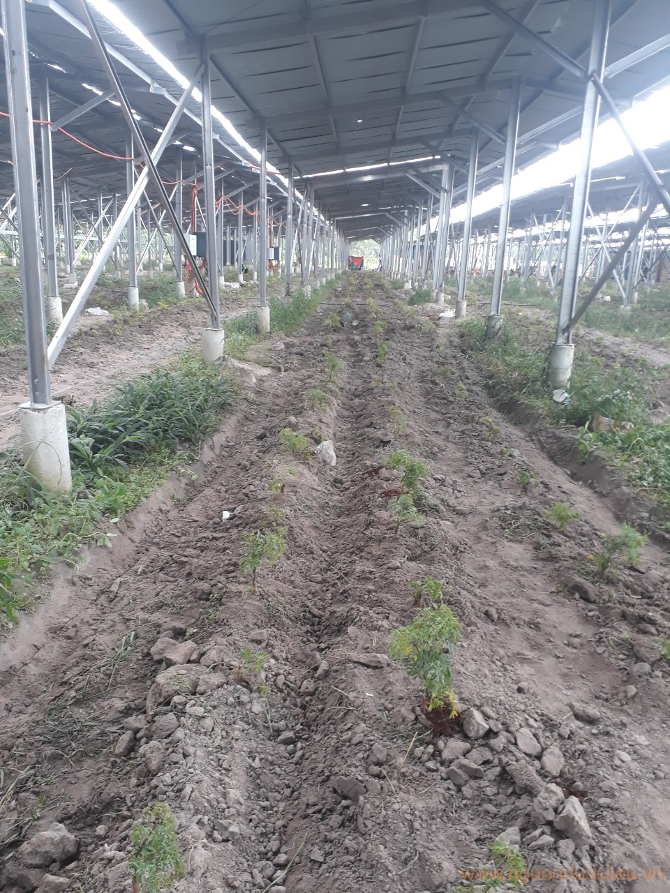 Cây đinh lăng nếp lá nhỏ + hệ thống tưới tiêu dưới tấm pin tại Tây Ninh