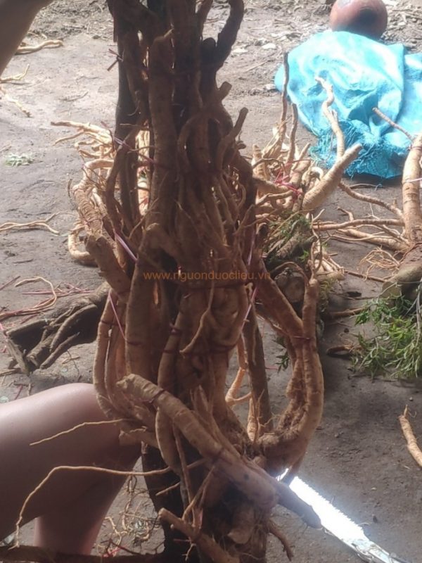 Củ rễ đinh lăng nếp lá nhỏ tây nguyên