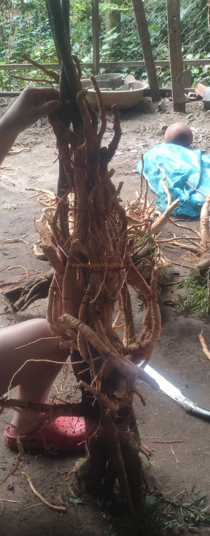 Củ rễ đinh lăng nếp lá nhỏ tây nguyên