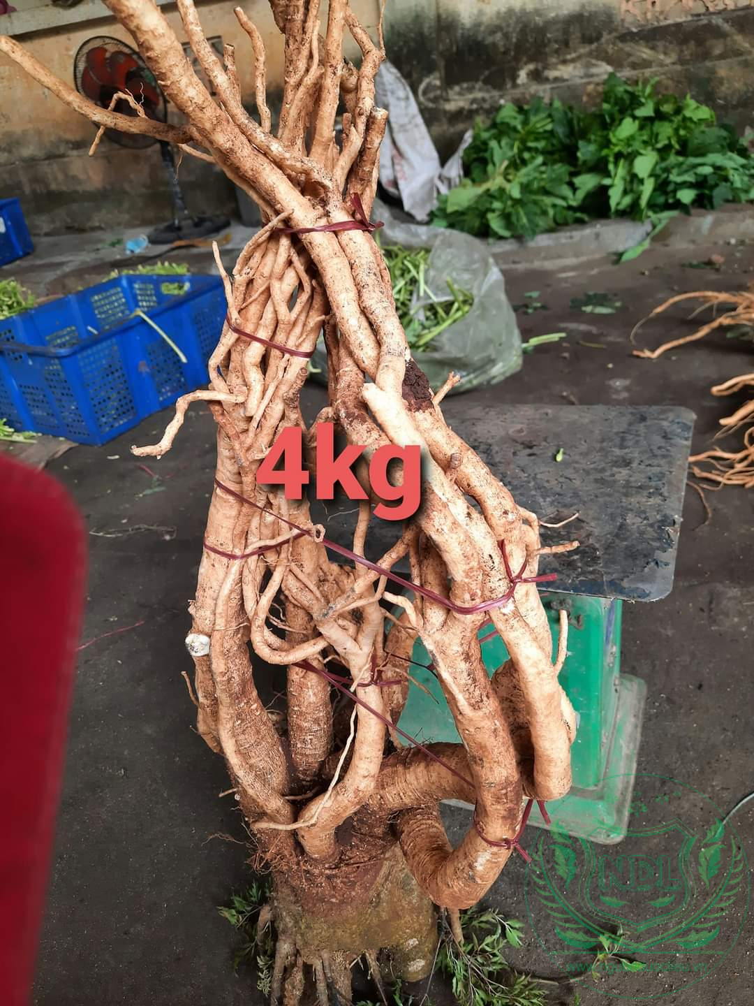 Củ đinh lăng nếp lá nhỏ tây nguyên