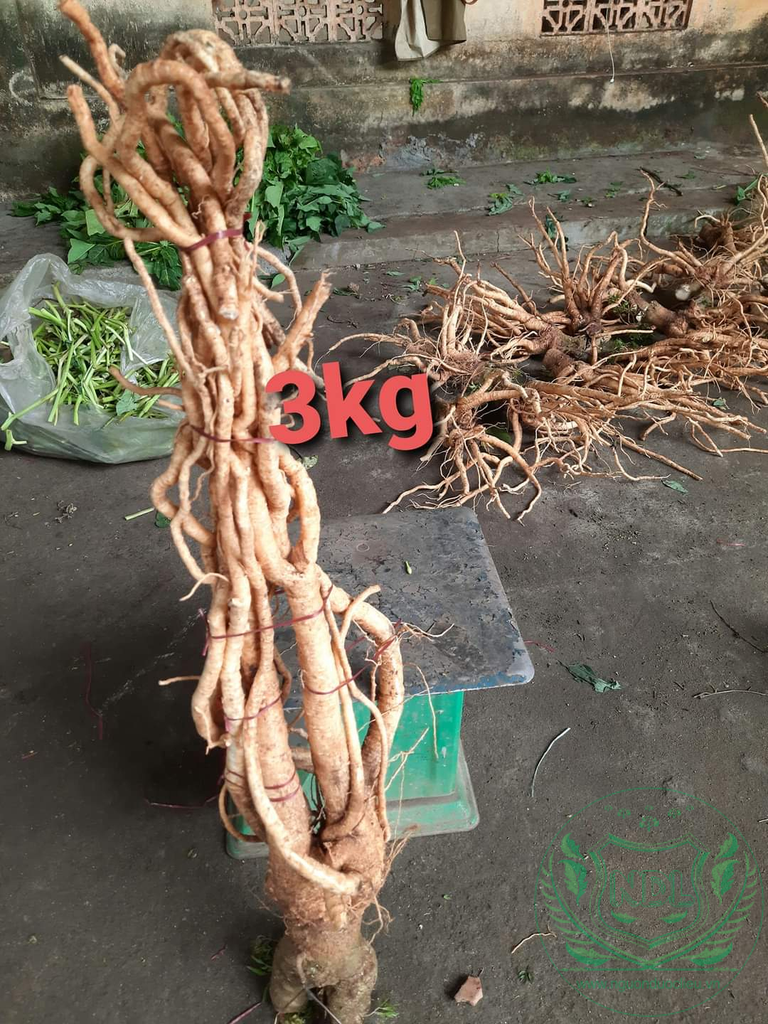 Củ đinh lăng nếp lá nhỏ tây nguyên