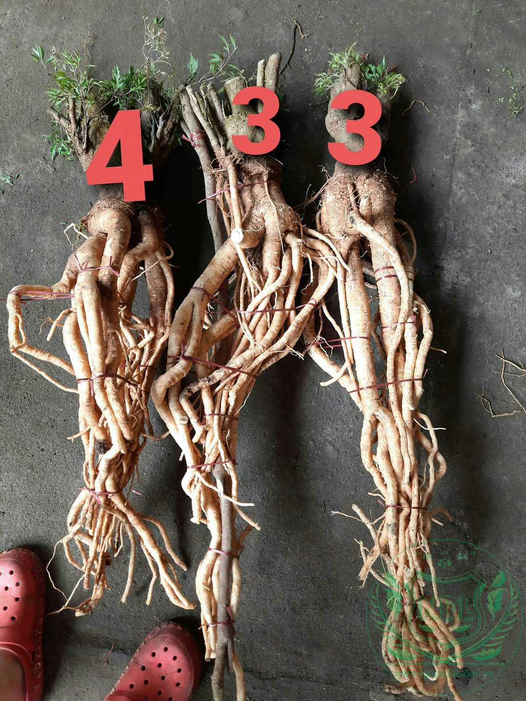 Củ đinh lăng nếp lá nhỏ tây nguyên