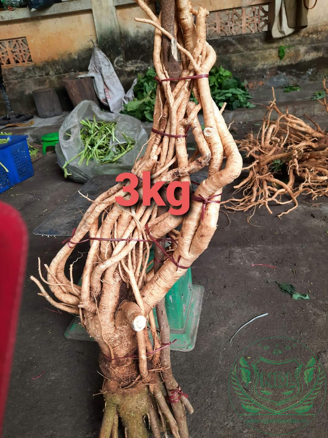 Củ đinh lăng nếp lá nhỏ tây nguyên