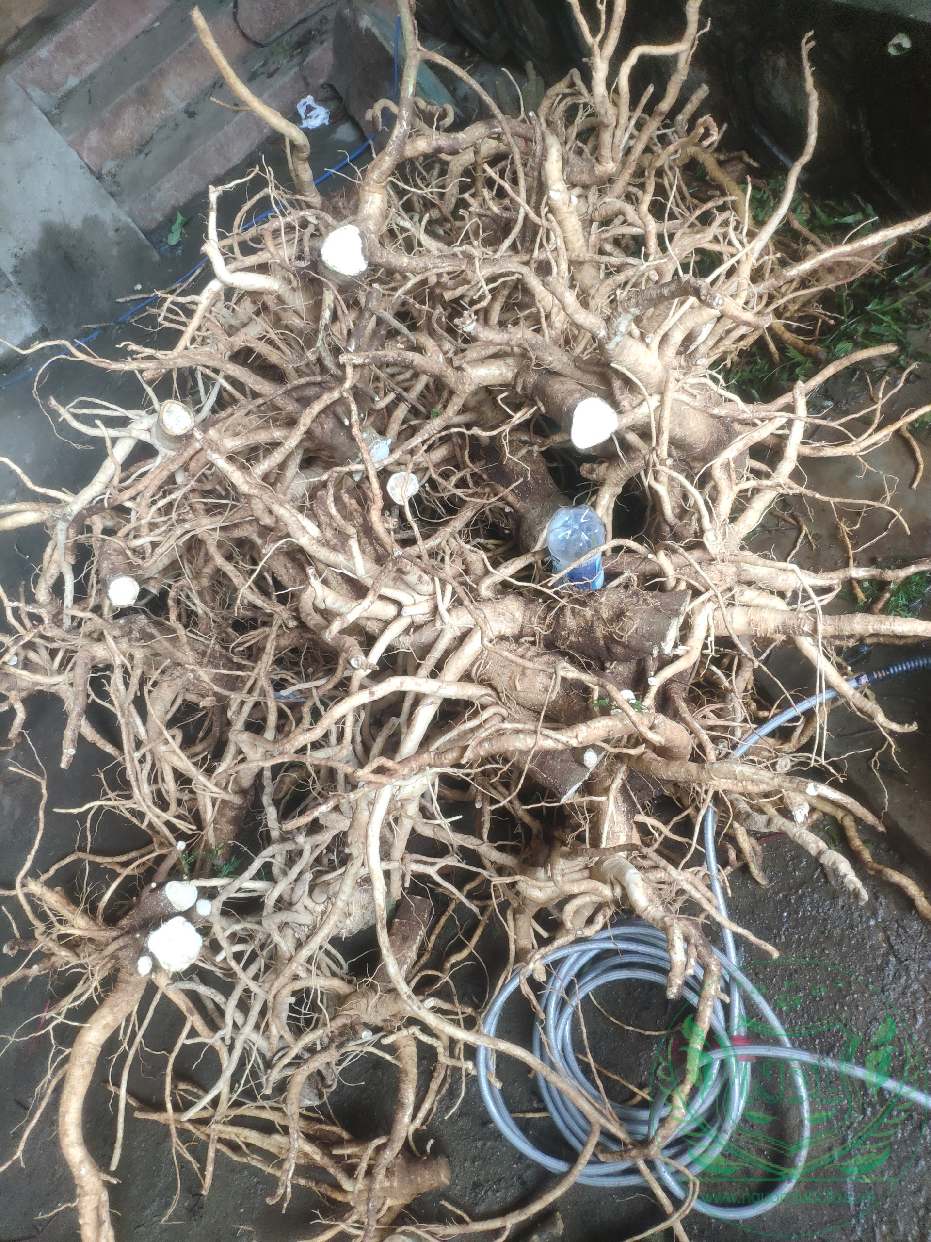 Củ đinh lăng nếp lá nhỏ tây nguyên